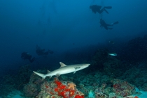 White Tip reef Shark /Maldivler-2015
