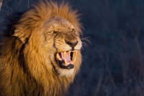 Lion / Sabi Sabi - South Africa 2011