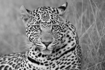 Leopard  / Sabi Sabi - S. Africa 2011