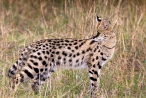 Serval Kedisi / Masai Mara-Kenya 2007