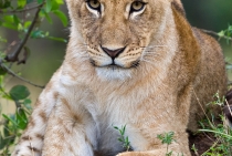 Young Lion / Masai Mara-Kenya 2007
