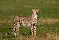 Cheetas / Masai Mara-Kenya 2007