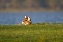 Waterbuck (Orta Afrika´da bulunan iri bir cins antilop)