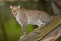 LeopardLake Nakuru-Kenya 2007