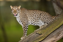 Leopar / Nakuru Gölü-Kenya 2007