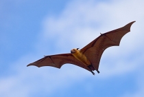 Fruit Bat / Maldives 2010