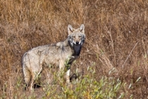 Grey Wolf / Bolu-Turkey 2009