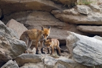 Red Fox Family / Istanbul-Turkey 2009