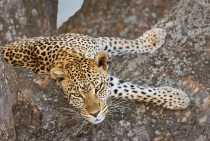 Leopar / Serengeti-Tanzanya 2008