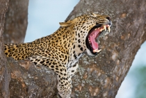 Leopard / Serengeti-Tanzania 2008