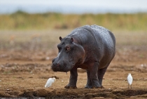 Hippo and Cattle Egret / Tanzanya - 2008