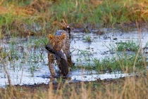 Belkide bugüne kadar hiç fotograflanmamış bir an.  Bataklığın kenarında dolaşan leopar bir anda suya dalıyor, kısa bir boğuşmadan sonra ağzında dev bir kedi balığı ile çamura bulanmış bir halde çıkıyor. Av olarak genelde impala, gazel, maymun gibi me