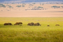 Tarangire-Tanzania