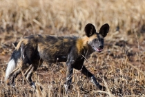 Vahşi Köpek - Çok az görülebilen Afrikanın nadir ve değerli türlerinden / Tanzanya - 2008