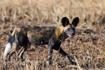 Wild Dogs A rare sight in Africa / Tanzanya - 2008