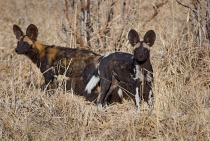 Wild Dogs A rare sight in Africa / Tanzanya - 2008