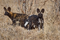 Vahşi Köpek - Çok az görülebilen Afrikanın nadir ve değerli türlerinden / Tanzanya - 2008