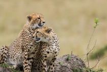 Çita Kardeşler / Masai Mara-Kenya 2007