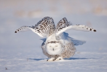 Snowy Owl / Quebec-Canada 2010