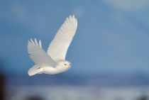 Snowy Owl Male / Quebec-Canada 2010