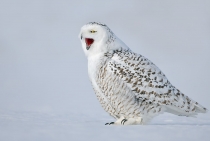 Snowy Owl / Quebec-Canada 2010