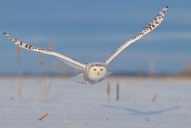 Snowy Owl / Quebec-Canada 2010