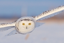 Snowy Owl / Quebec-Canada 2010