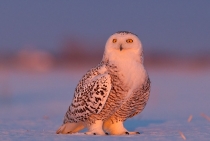 Snowy Owl / Quebec-Canada 2010