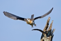 Black Shouldered Kite / Masai Mara - Kenya 2008