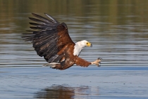 African Fish Eagle / Lake Naivasha - Kenya 2008