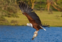 African Fish Eagle / Lake Naivasha - Kenya 2008