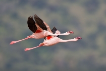 Flamingo - Lake Nakuru - Kenya 2008