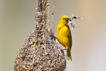 Cape Weaver / Cape Town - South Africa 2011