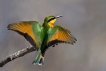 Little Bee Eater / Sabi Sabi - S. Africa 2011