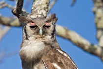 Verraux Eagle Owl / Sabi Sabi - S. Africa 2011