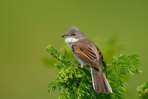 Whitethroat / Istanbul - Turkey 2009