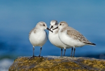 Sanderling / Istanbul 2011