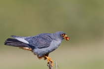 Red-footed Falcon / Istanbul - Turkey 2009