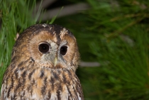 Tawny Owl