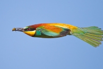 Bee Eater / İstanbul - Turkey 2009