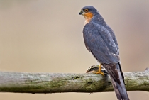 Sparrowhawk with its prey (Chaffinch) / Bolu-Turkey 2010