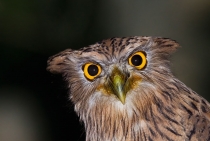 Brown Fish Owl / The rarest breeding raptor in Europe and Middle East. Altough they are common in SE Asia, thay are extremely rare and very difficult to find in this part of the world. Currently the only record is from south Turkey.