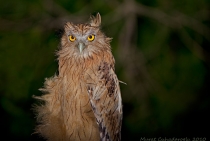 Brown Fish Owl / Antalya Turkey 2010