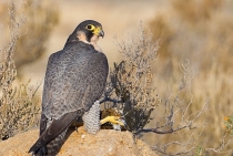 Peregrine Falcon with prey