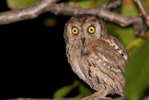 Scops Owl / Antalya 2010
