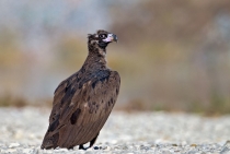 Eurasian Black Vulture / Erzurum Turkey 2011