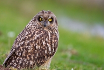 Short Eared Owl / İğneada - Turkey 2010