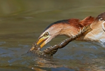 Little Bittern / Istanbul - Turkey 2009