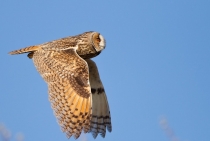 Long Eared Owl / Çorlu - Turkey 2010