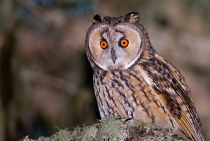 Long Eared Owl / Bolu- Turkey 2010